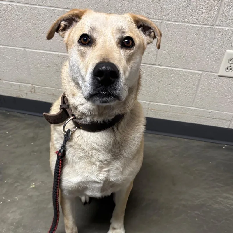 Butterscotch thumbnail 4