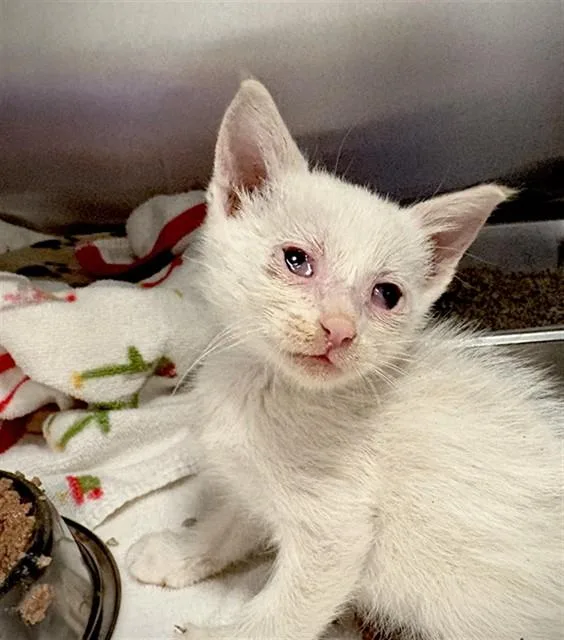 A baby small-sized male Domestic Short Hair cat named Leonard for adoption in Thousand Palms, CA