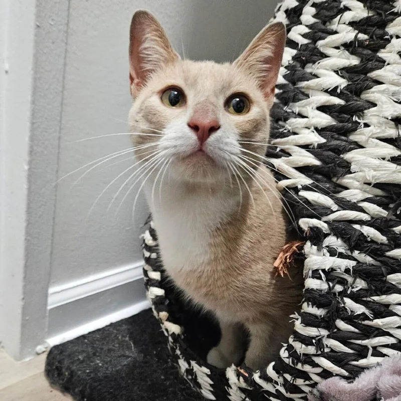 A young small-sized male Orange / Red Domestic Short Hair cat named Pumpkin Spice for adoption in New York, NY