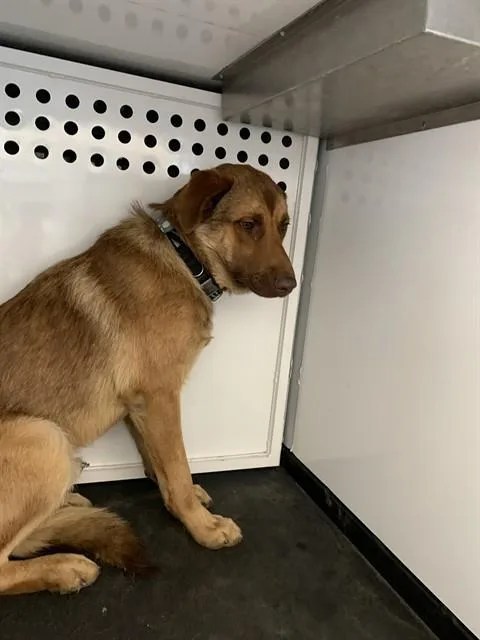 A young large-sized male Labrador Retriever dog named Riddler for adoption in San Jose, CA