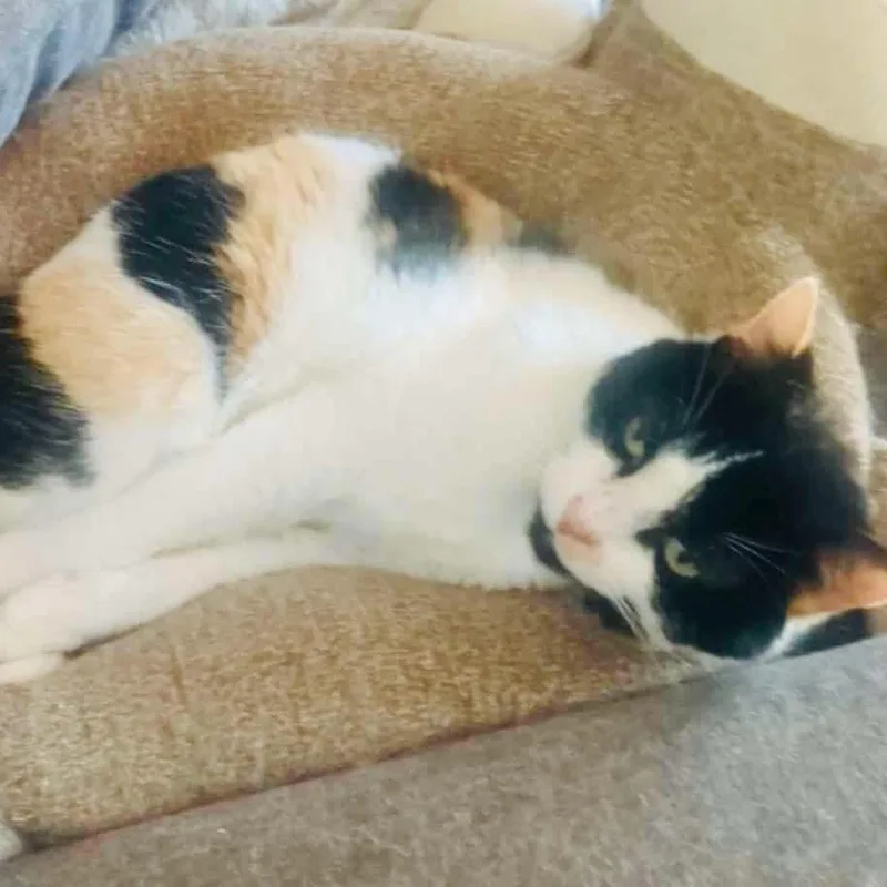 Noelle  Indooroutdoor