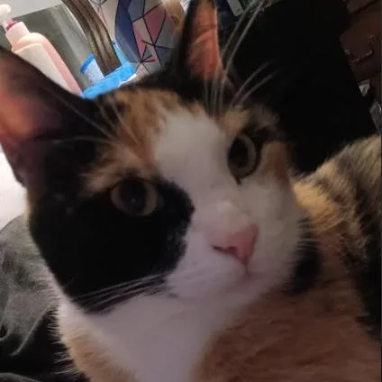 Cinnamon C thumbnail 2