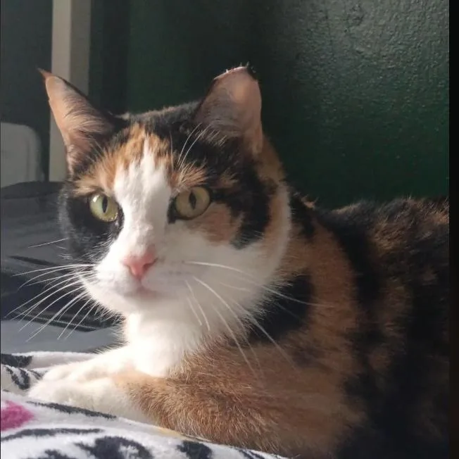 Cinnamon C thumbnail 3