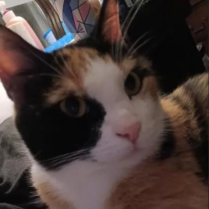 Cinnamon C thumbnail 4