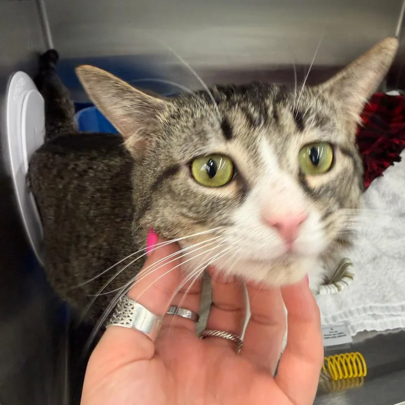 An adult large-sized male Black Domestic Short Hair cat named Mingo for adoption in Hamburg, NY