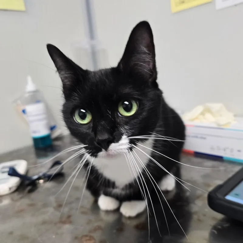 An adult medium-sized female Black Domestic Short Hair cat named Nora for adoption in Concord, NC