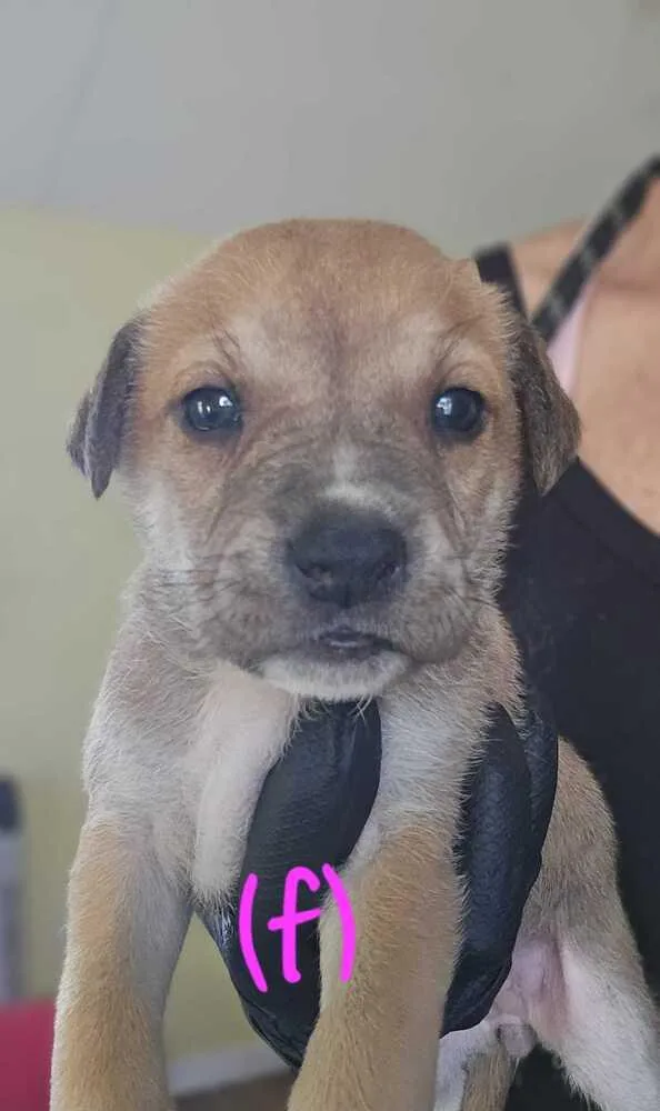 A baby small-sized female Tricolor (Brown, Black, & White) American Bulldog dog named Sierra Selina for adoption in Lakeland, FL