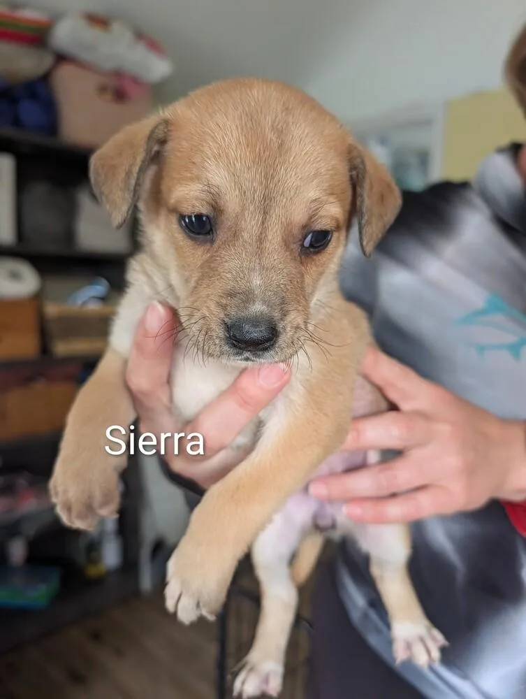 Sierra  Selina thumbnail 2
