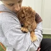 A young small-sized male Yellow / Tan / Blond / Fawn Cocker Spaniel dog named Graham for adoption in Fairfield, CT