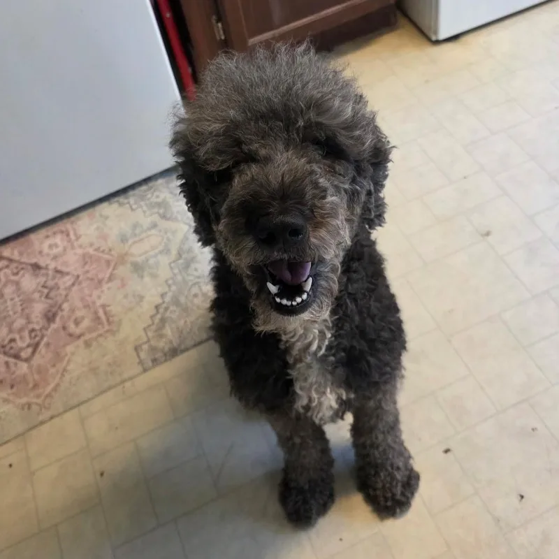 An adult medium-sized female Gray / Blue / Silver Standard Poodle dog named Willow for adoption in bauxite, AR