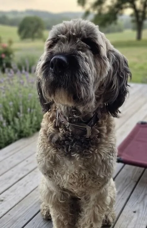 A young extra large-sized male Standard Poodle dog named Rain for adoption in Windsor, CO