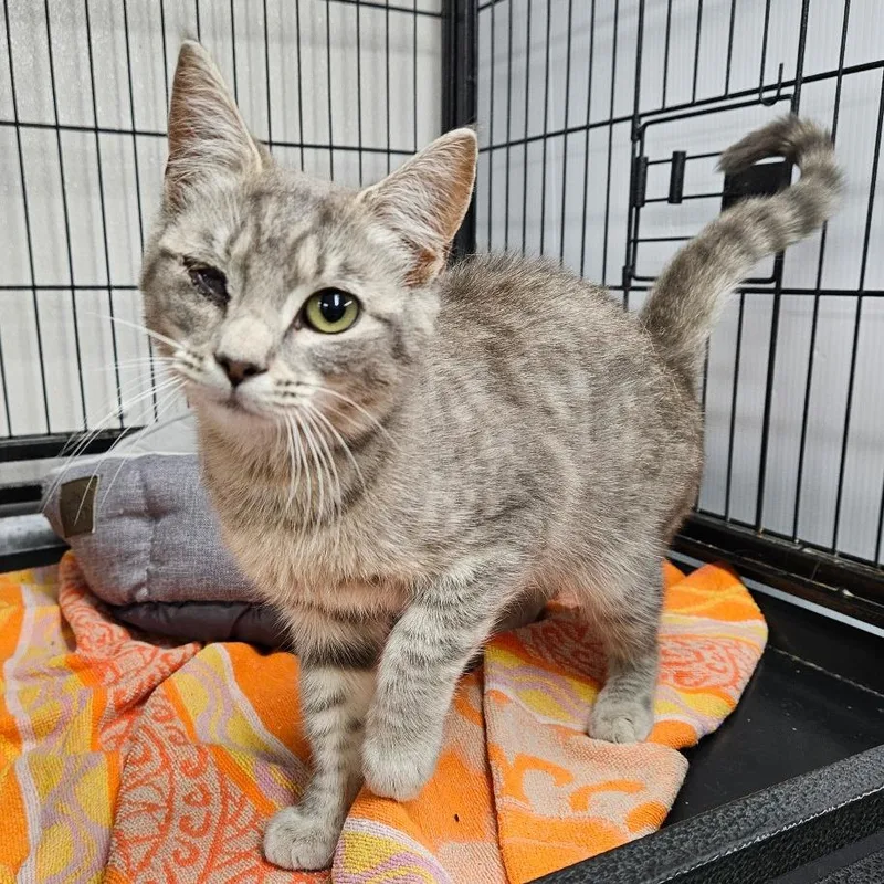 A young small-sized female Gray / Blue / Silver Domestic Short Hair cat named Popeye for adoption in Ridgely, MD