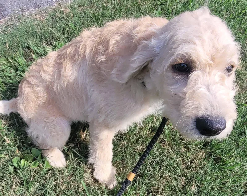 A baby large-sized female Labradoodle dog named Lacey for adoption in Killingworth, CT