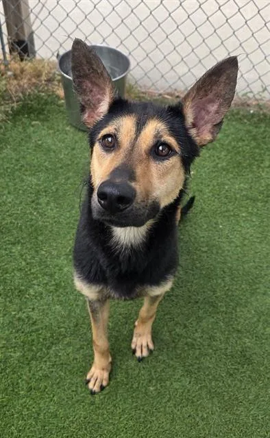 A young medium-sized female Mixed Breed dog named Maisy for adoption in Columbia, SC