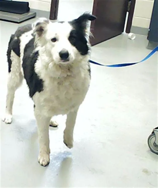 An adult large-sized male Australian Shepherd dog named A for adoption in Fayetteville, NC