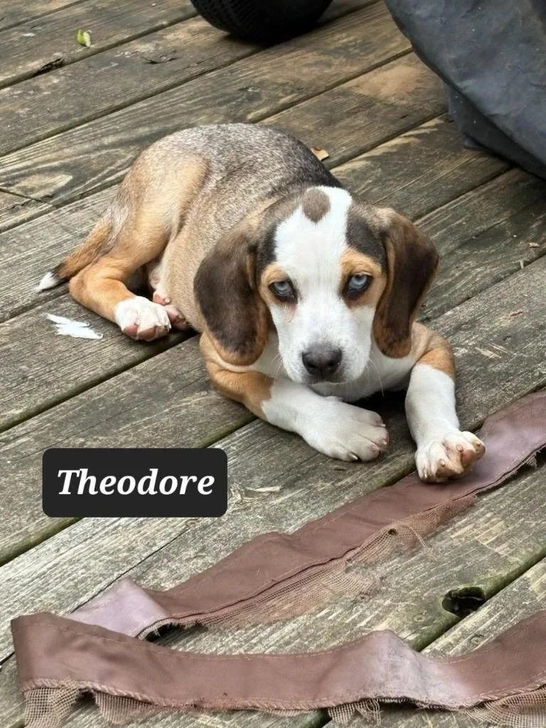 Theodore