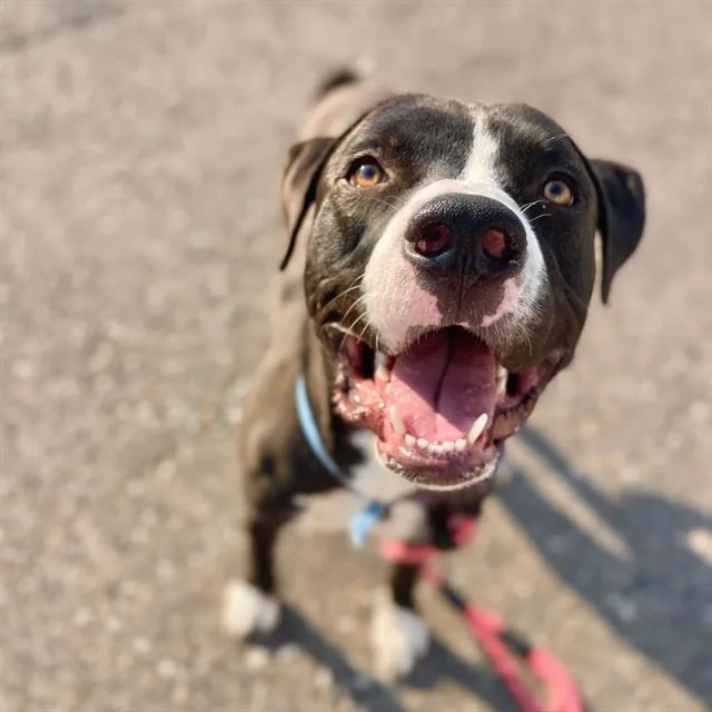 A young large-sized male American Staffordshire Terrier dog named Bane for adoption in Aurora, CO