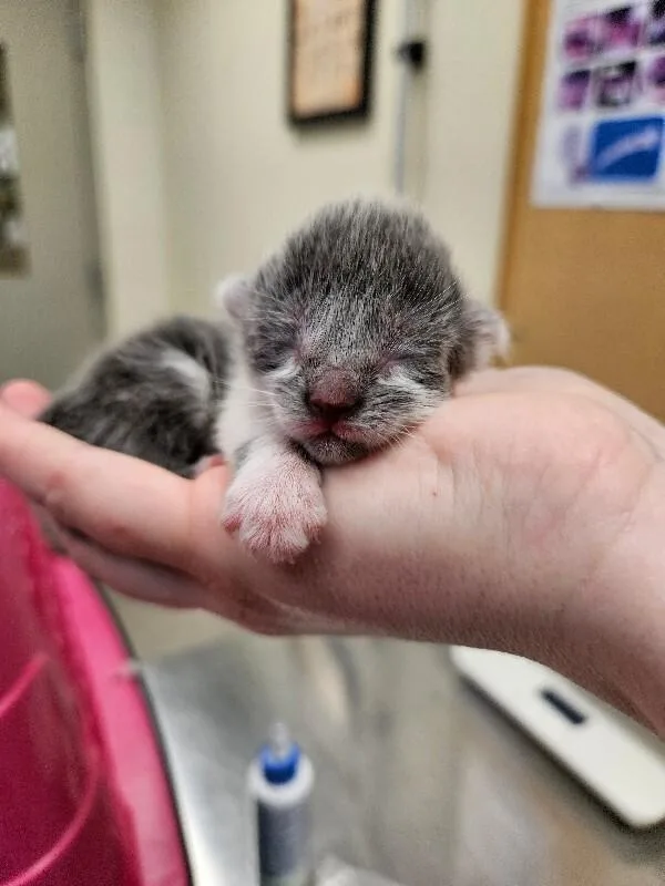 A young medium-sized female Gray / Blue / Silver Domestic Short Hair cat named Daphne for adoption in Disputanta, VA