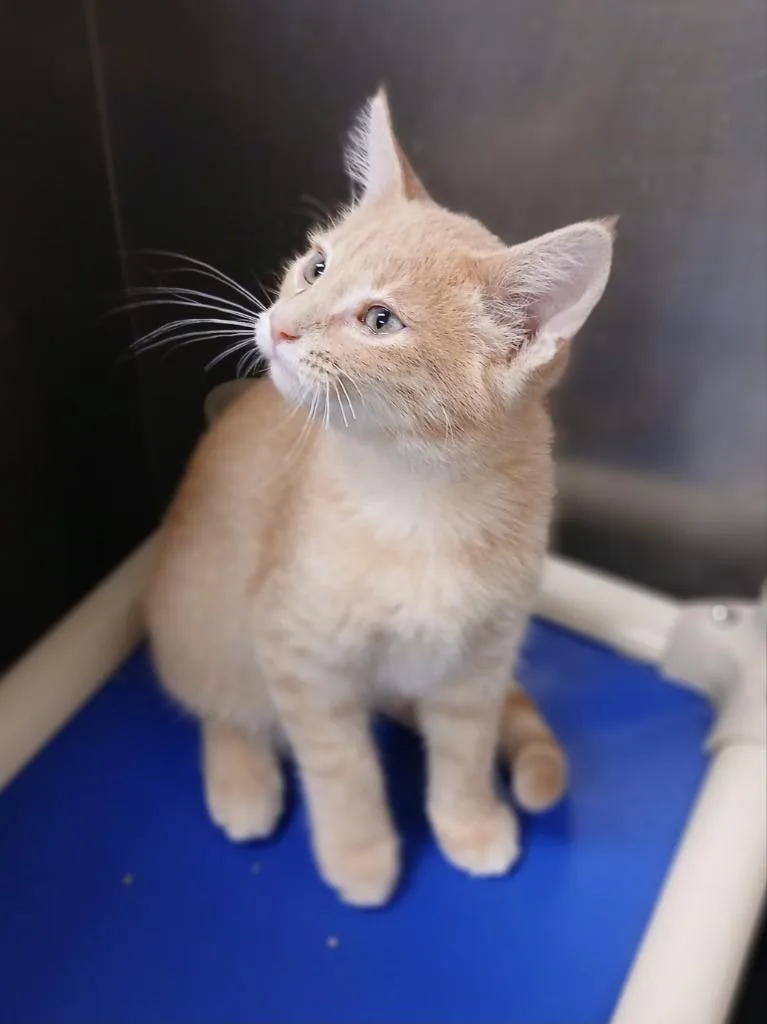 A baby small-sized male Domestic Short Hair cat named Sven for adoption in Ladysmith, WI