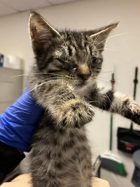 A baby small-sized male Domestic Short Hair cat named Toffee for adoption in Long Beach, CA