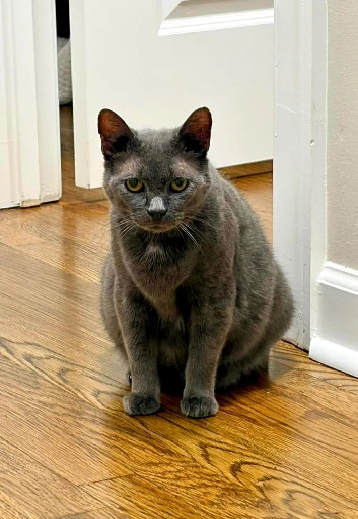 A young large-sized female Domestic Short Hair cat named Lady Grey for adoption in Augusta, GA