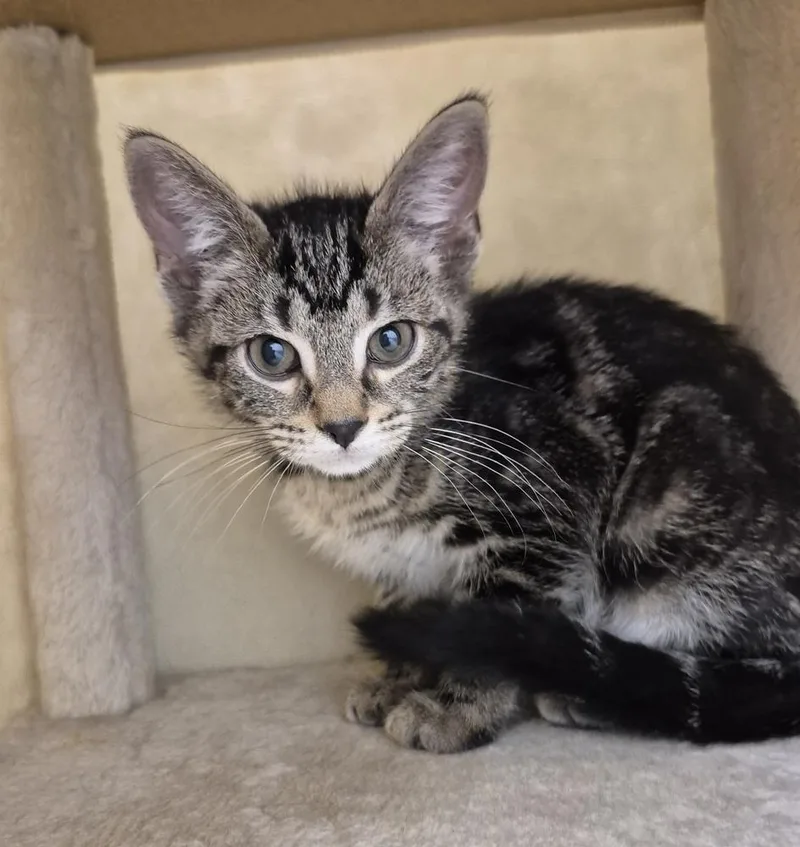 A baby small-sized male Domestic Short Hair cat named Charm for adoption in South Bend, IN