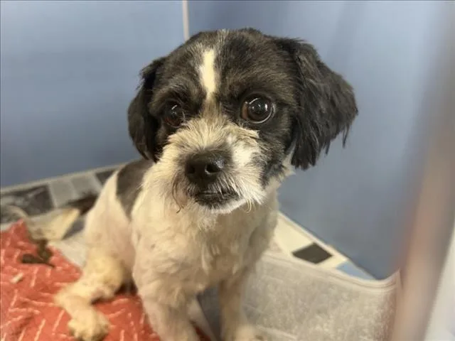 A young small-sized female Shih Tzu dog named Sadie for adoption in San Bernardino, CA