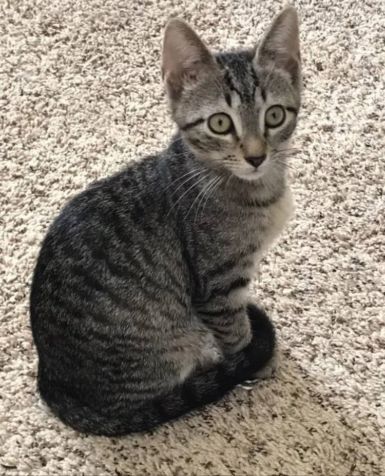 A baby small-sized female Tabby cat named Desiree for adoption in Fayetteville, GA