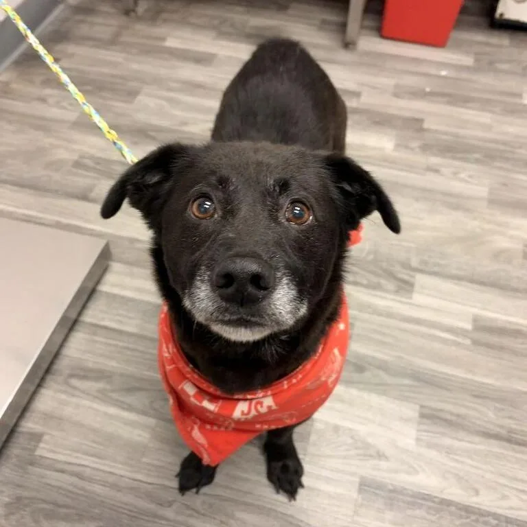 An adult medium-sized male Corgi dog named Tank Top for adoption in Carencro, LA