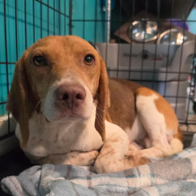 An adult small-sized male Brown / Chocolate Beagle dog named Bagel for adoption in Jefferson city, TN