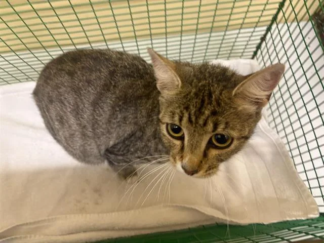 A young small-sized female Domestic Short Hair cat named Harriet for adoption in Tustin, CA
