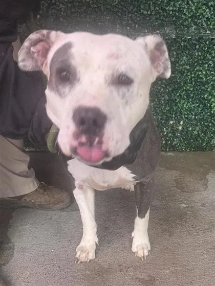 An adult large-sized female Gray / Blue / Silver American Staffordshire Terrier dog named Roe Fuller for adoption in El Paso, TX