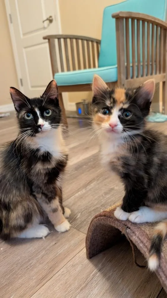 An adult medium-sized female Domestic Short Hair cat named Crème Brûlée for adoption in Orlando, FL