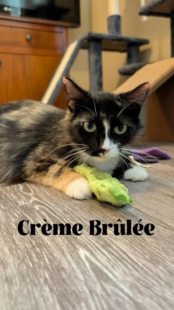 Crème Brûlée thumbnail 2