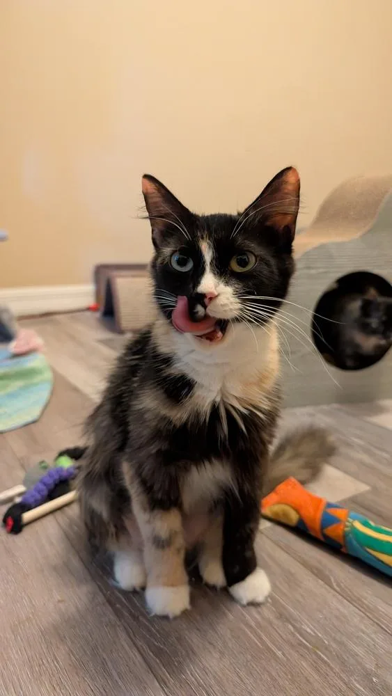 Crème Brûlée thumbnail 3