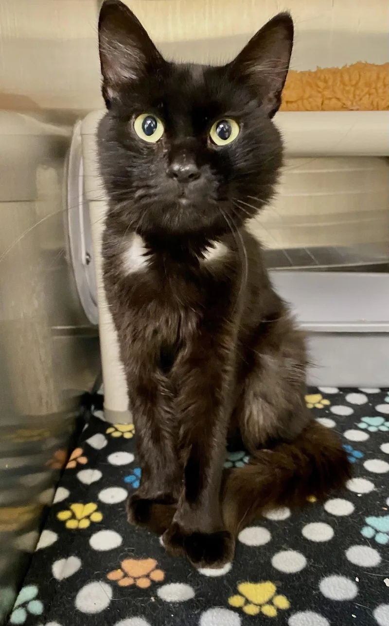 An adult medium-sized male Black Domestic Short Hair cat named Dave for adoption in Fargo, ND