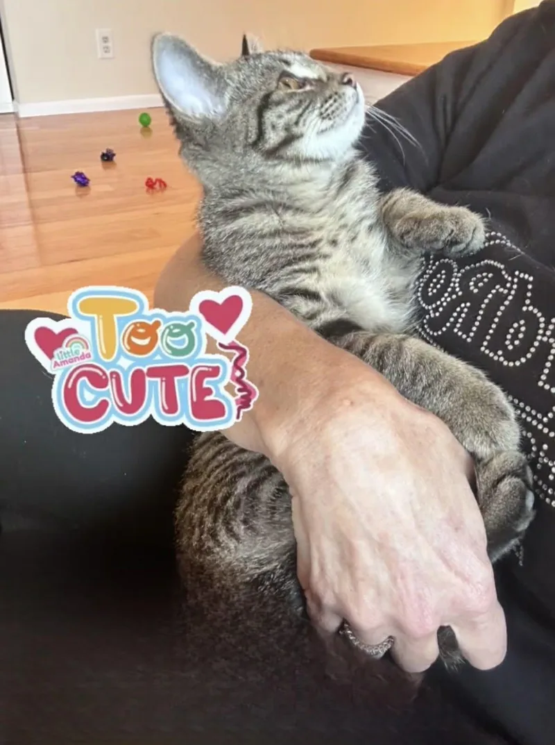 A baby medium-sized female Tabby (Buff / Tan / Fawn) Tabby cat named Sophie for adoption in Saginaw, MI