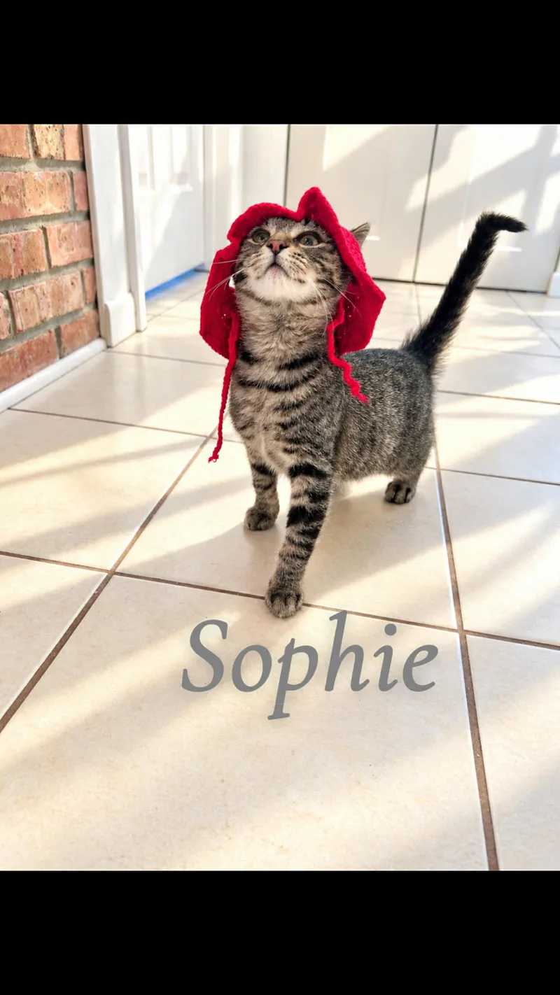 Sophie thumbnail 4