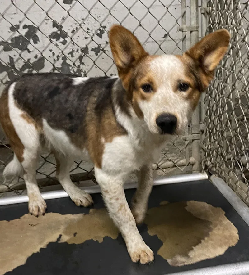 A young medium-sized female Cattle Dog dog named Dippy Doo HOLD for adoption in Canton, OH