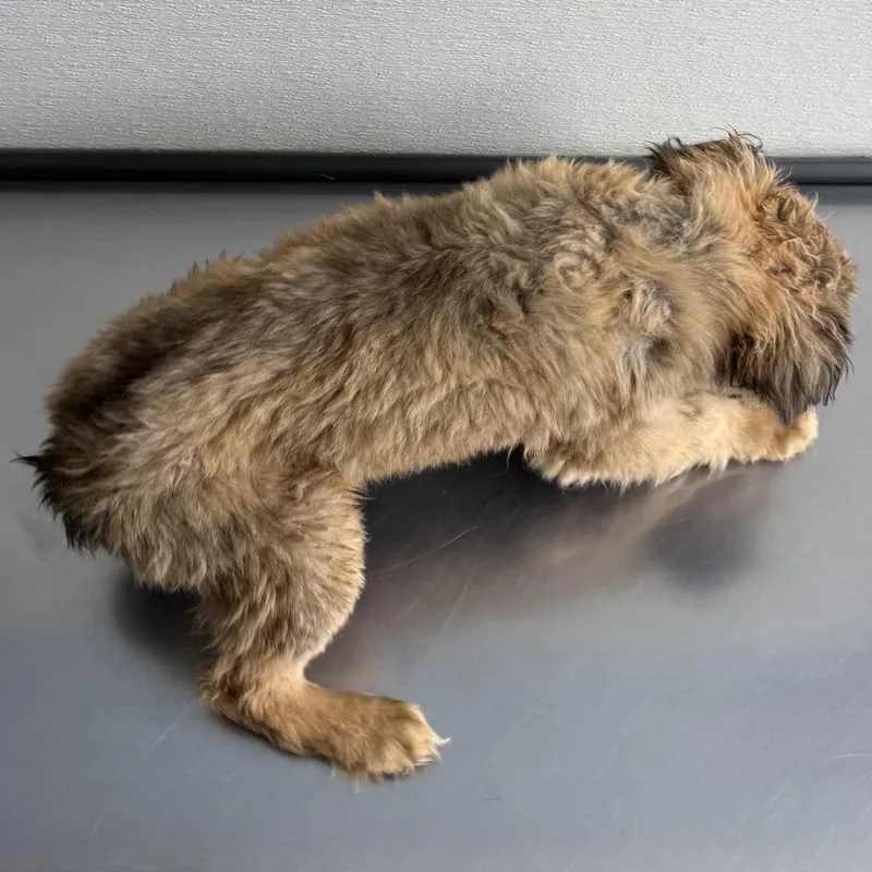 A baby small-sized female Yellow / Tan / Blond / Fawn Mixed Breed dog named Kelly for adoption in Las Cruces, NM