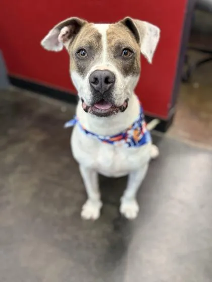 An adult large-sized male Mixed Breed dog named London for adoption in Memphis, TN