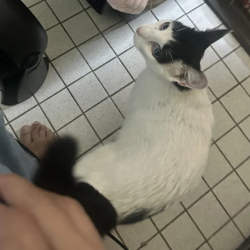 A young small-sized female White Domestic Short Hair cat named Daria for adoption in Brooklyn, NY