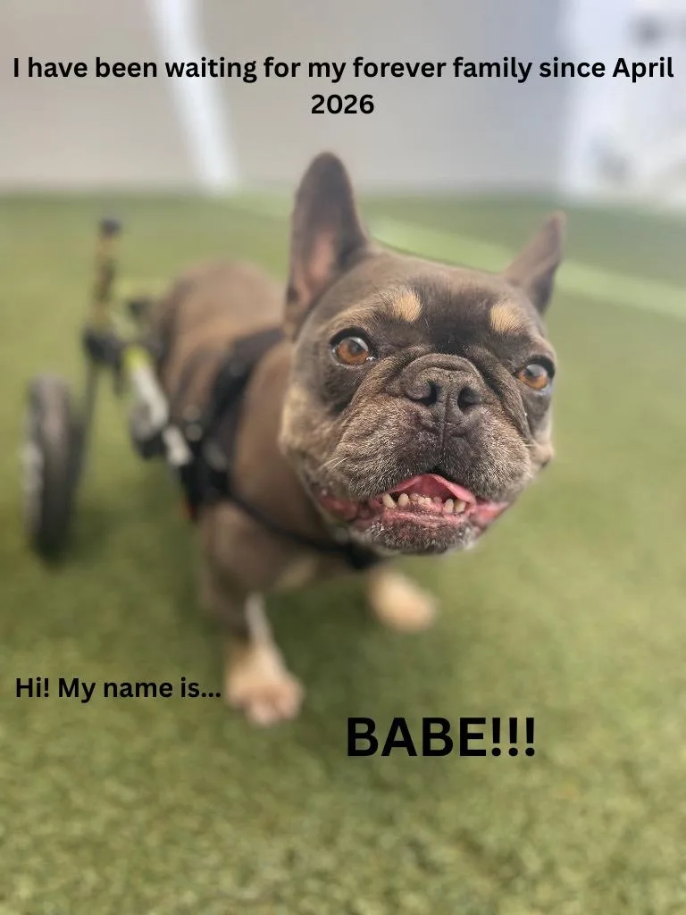 Babe Special Needs