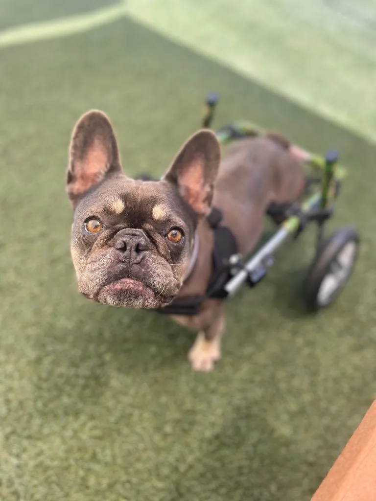 Babe Special Needs thumbnail 2