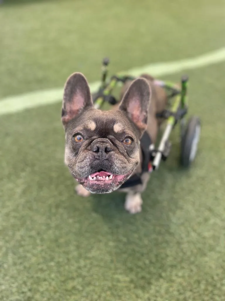 Babe Special Needs thumbnail 5