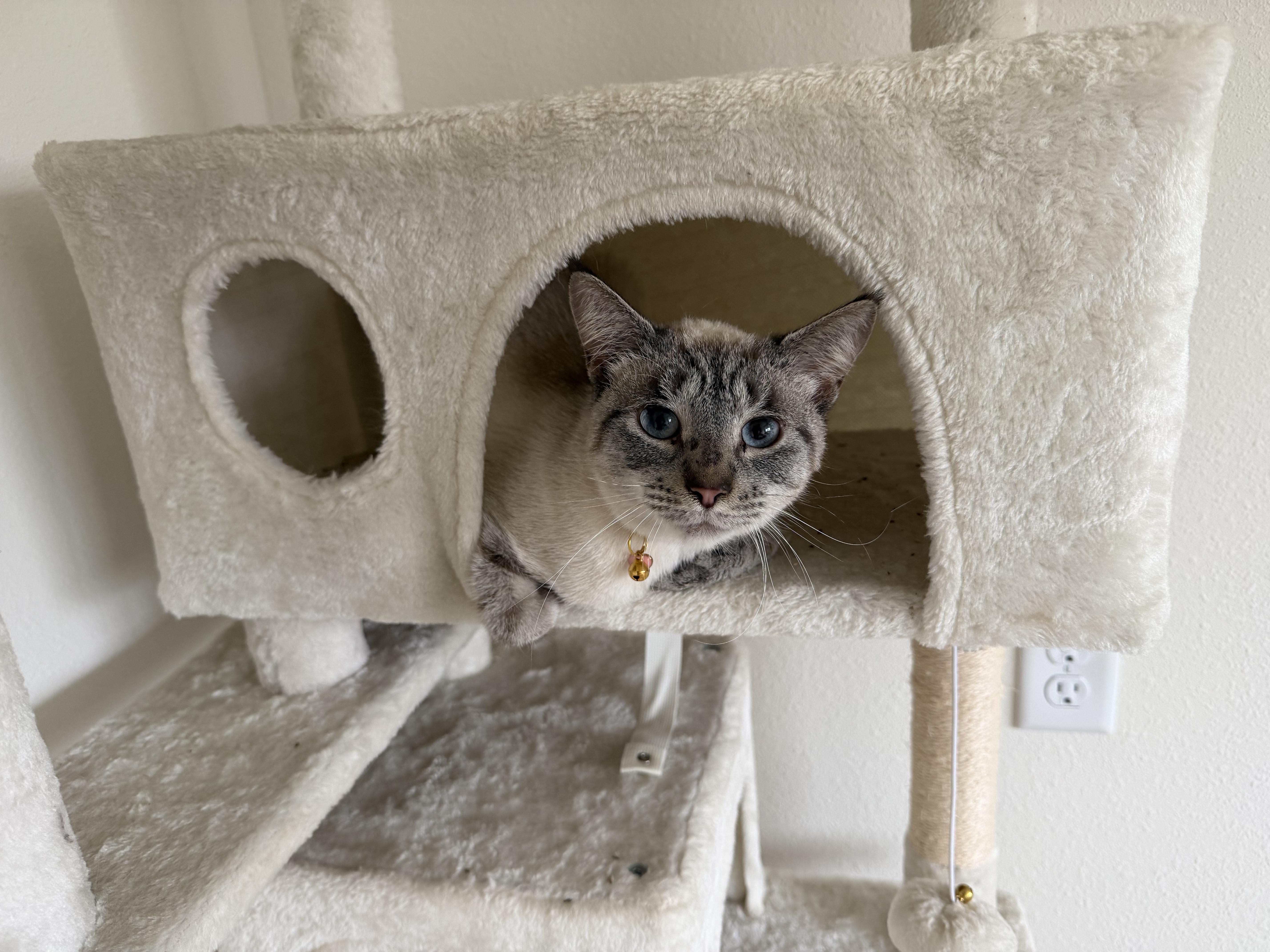 A young large-sized female Buff & White Siamese cat named Moonshine for adoption in Maitland, FL