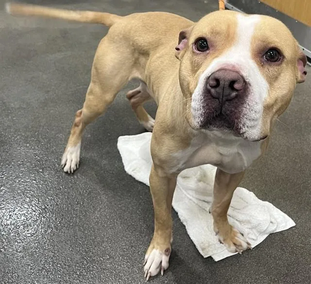 An adult medium-sized male Pit Bull Terrier dog named Rocket for adoption in Upper Marlboro, MD