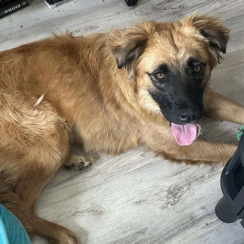 A young medium-sized female Yellow / Tan / Blond / Fawn Leonberger dog named Nashua for adoption in Staten Island, NY