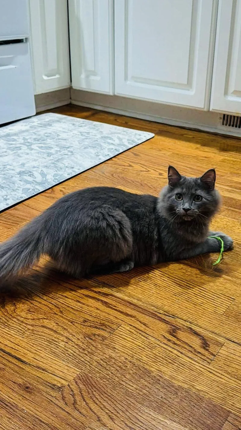 A young medium-sized female American Shorthair cat named Spritz for adoption in Greenville, SC