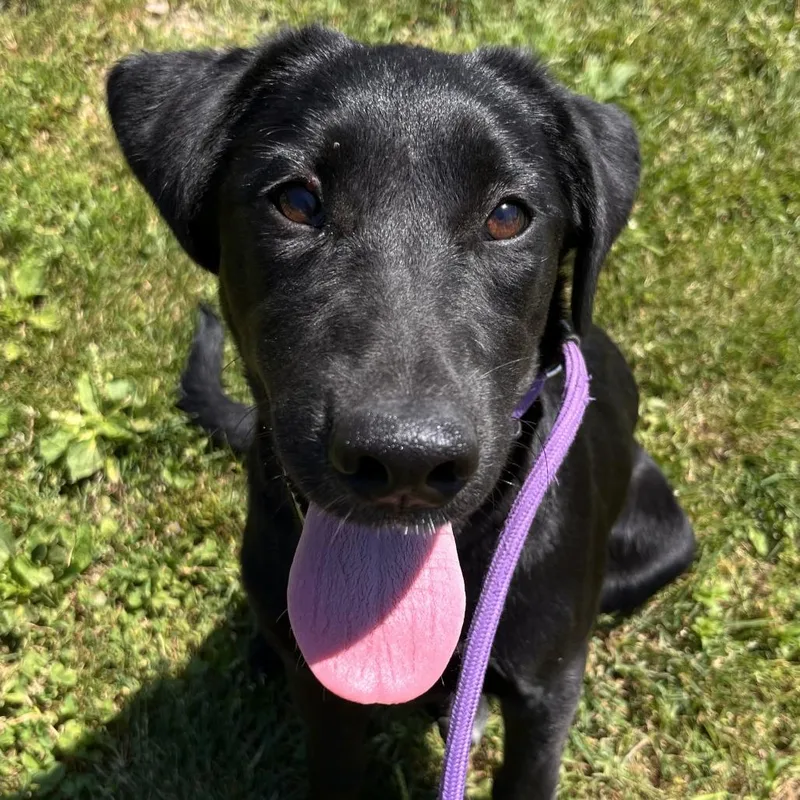 A baby large-sized female Black Shepherd dog named Lydia for adoption in Washburn, MO